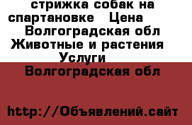 стрижка собак на спартановке › Цена ­ 200 - Волгоградская обл. Животные и растения » Услуги   . Волгоградская обл.